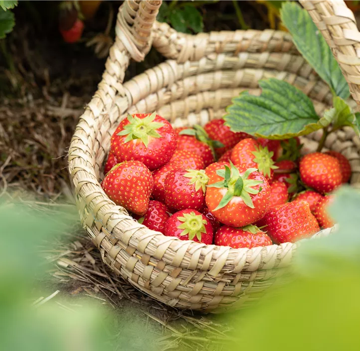 Erdbeere 'Malwina' 4er Pack