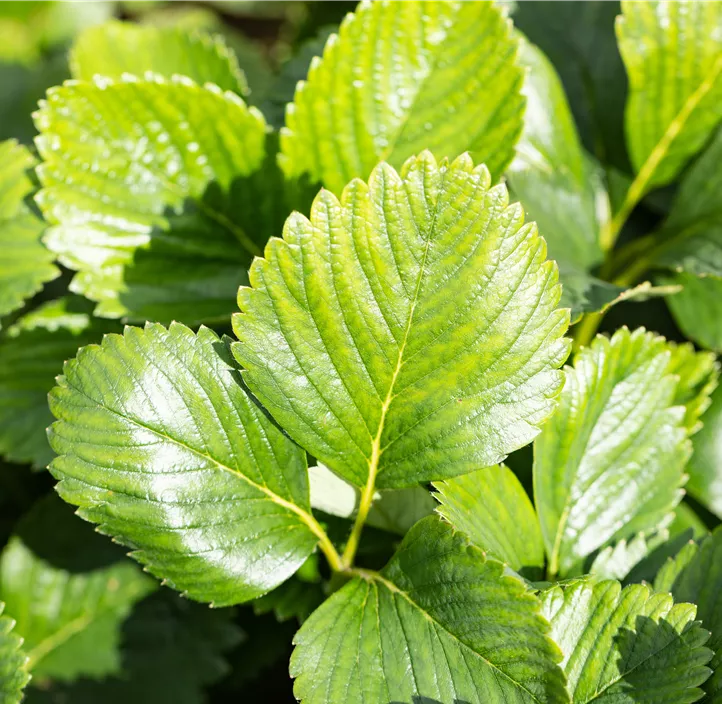 Erdbeere 'Malwina' 4er Pack