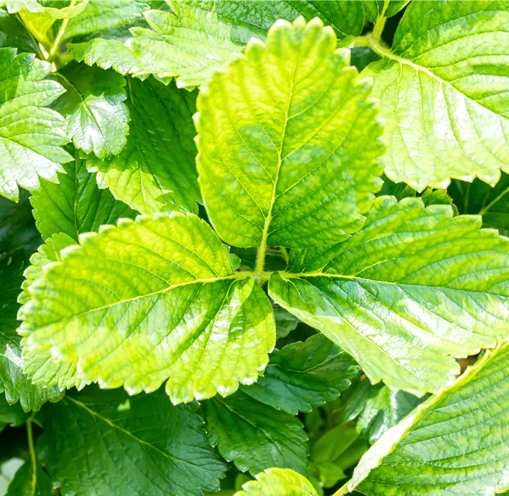 Erdbeere 'Malwina' 4er Pack