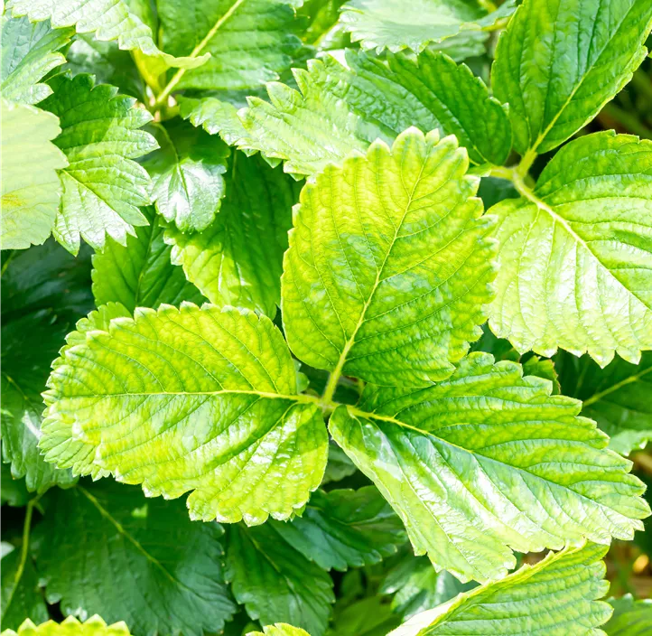 Erdbeere 'Malwina' 4er Pack