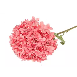 Hortensie, pink
