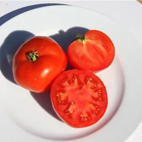 Lycopersicon S. Pierre Tomate