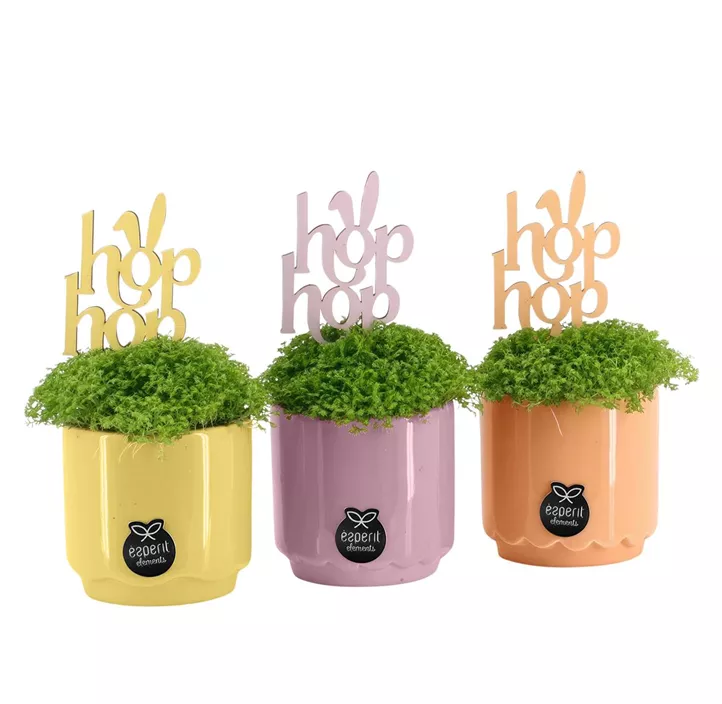 Arrangement Ostern Moosfarn Hop hop