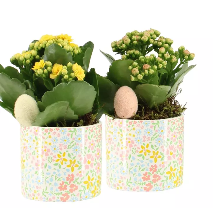 Blühendes Set Kalanchoe Floral