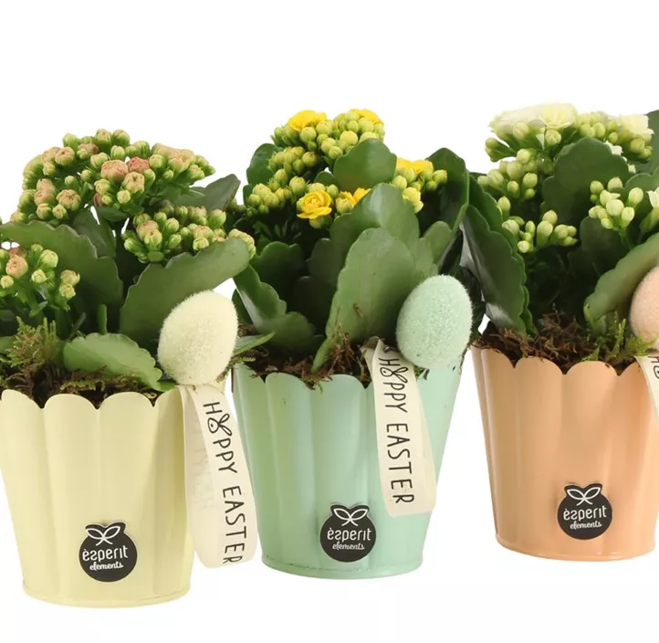 Blühendes Set Kalanchoe Frohe Ostern