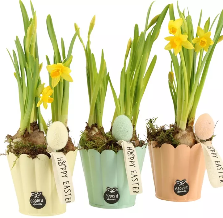 Blühendes Set Narzissen Frohe Ostern