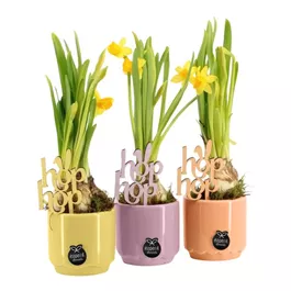 Blühendes Set Narzissen Hop hop