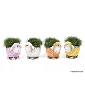 Sagina im Schaf-Topf