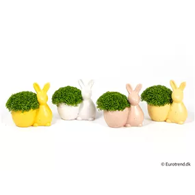 Selaginella im Hasen-Topf