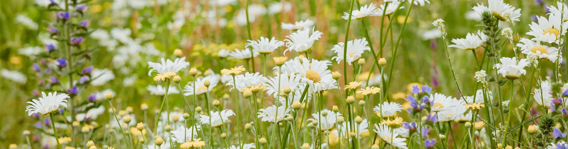 GS618370_Blumenwiese_