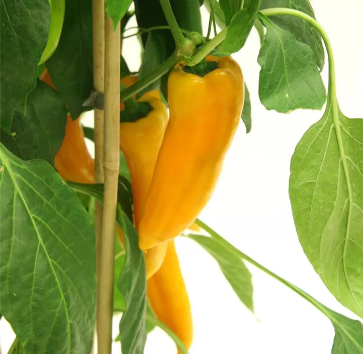 Paprika 'Corno giallo'