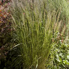 Calamagrostis