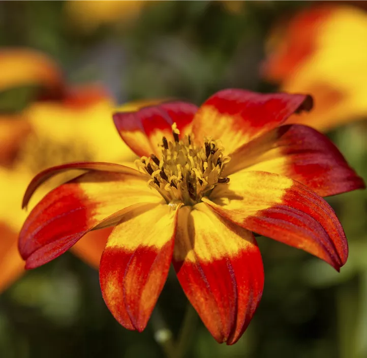 Zweizahn BeeDance® 'Painted Red'