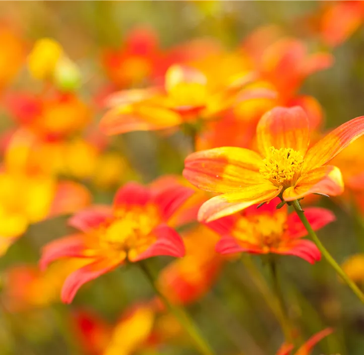 Zweizahn BeeDance® 'Painted Red'