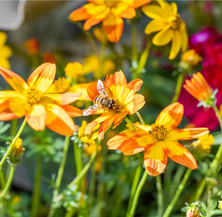 Zweizahn BeeDance® 'Painted Red'