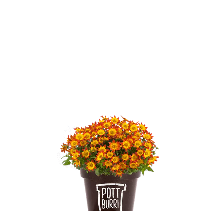 Zweizahn BeeDance® 'Painted Red'