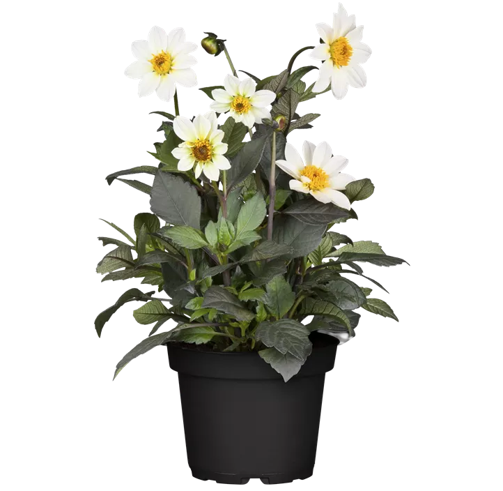 Einfach blühende Dahlie 'Happy Days Cream'