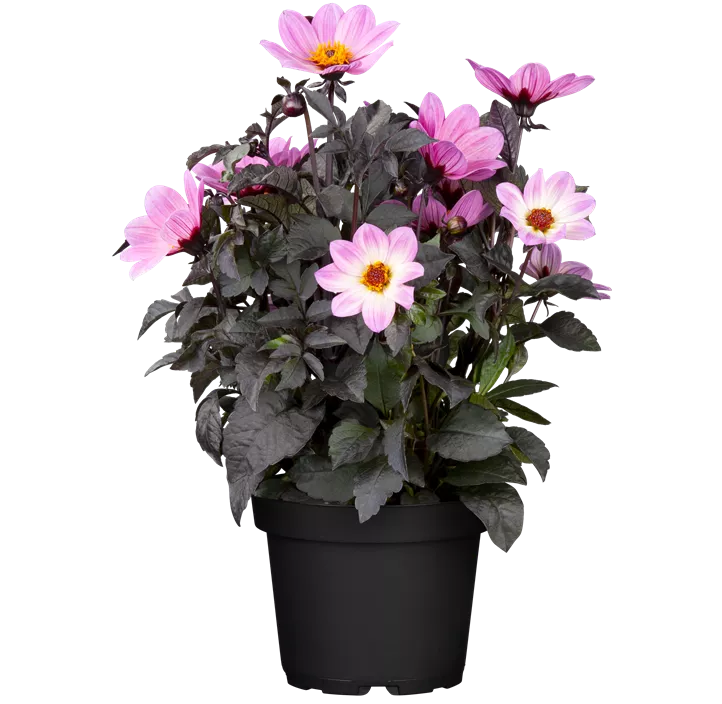 Einfach blühende Dahlie 'Happy Days Cream'