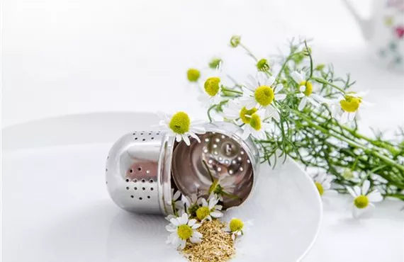 Kamillenblüten in einem Teesieb