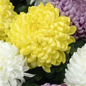 Chrysanthemum indicum Majstro Carneval