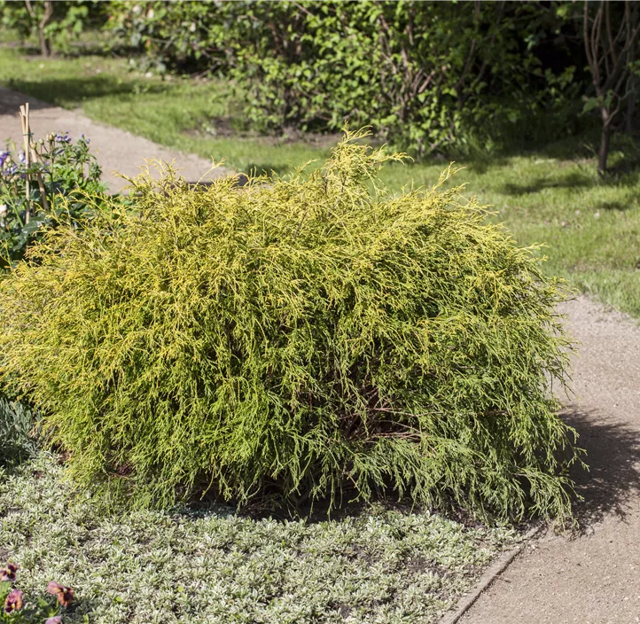 Gelbe Fadenzypresse 'Filifera Aurea'