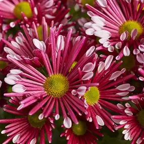 Chrysanthemum indicum Sollinea Purple