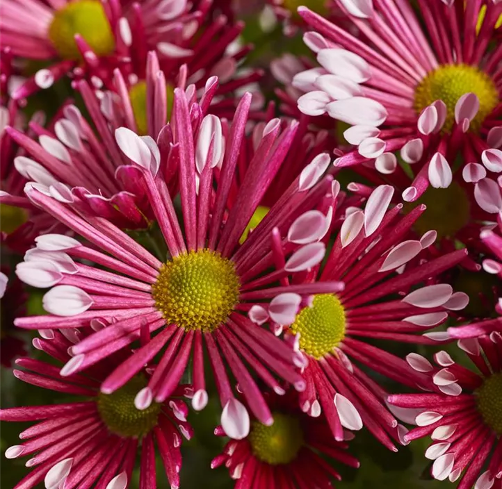 Chrysantheme 'Sollinea Purple'