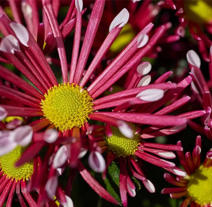 Chrysantheme 'Sollinea Purple'