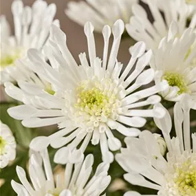 Chrysanthemum indicum Sollinea White