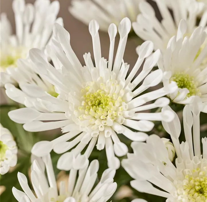 Chrysantheme 'Sollinea White'