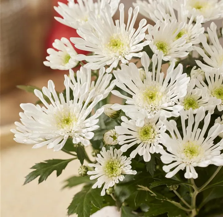 Chrysantheme 'Sollinea White'