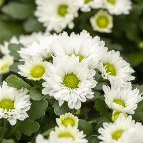 Chrysanthemum indicum Suntaste White