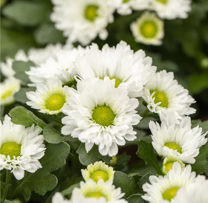 Chrysantheme 'Suntaste White'