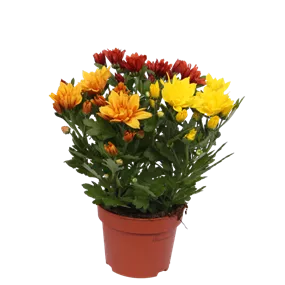 Chrysanthemum indicum Tricolor Sunset