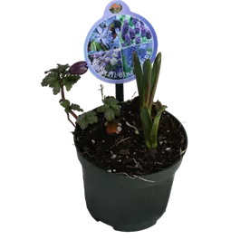 Cocktail Mix Blue Spring