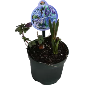 Cocktail Mix Blue Spring