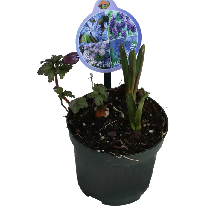 Zwiebel Cocktail Blue Spring