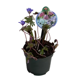 Cocktail Mix Botanique