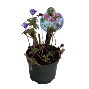 Cocktail Mix Botanique