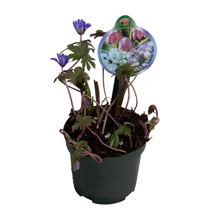 Zwiebelmix Botanique