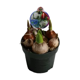 Cocktail Mix Hollandia