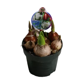 Cocktail Mix Hollandia