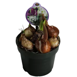 Cocktail Mix Purple Field