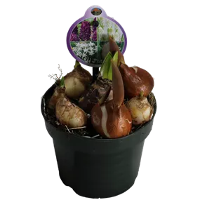 Cocktail Mix Purple Field