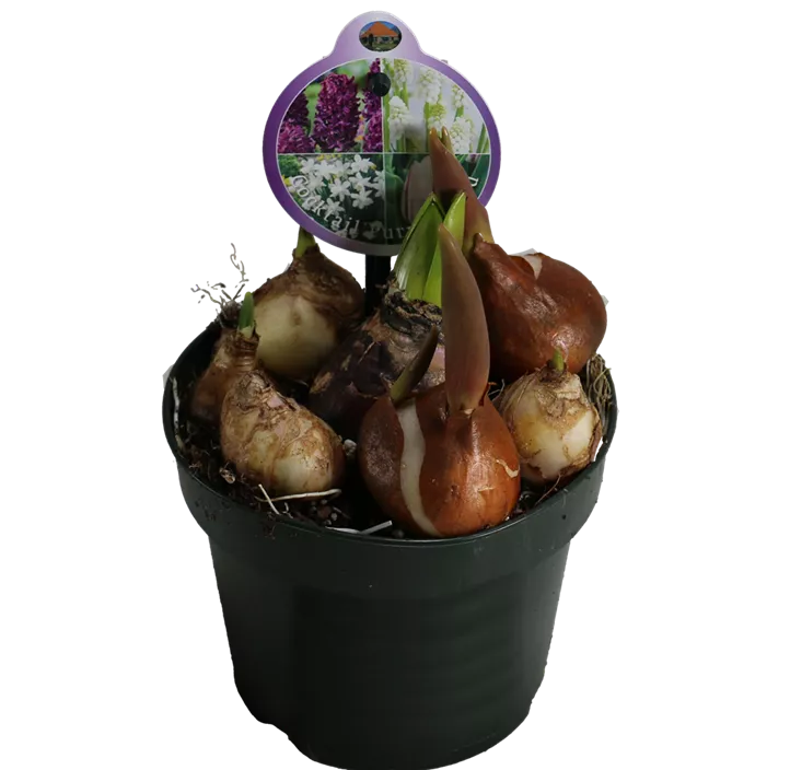 Zwiebel Cocktail Purple Field