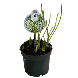 Cocktail Mix White Spring