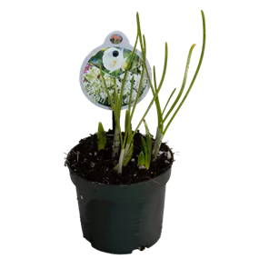 Cocktail Mix White Spring