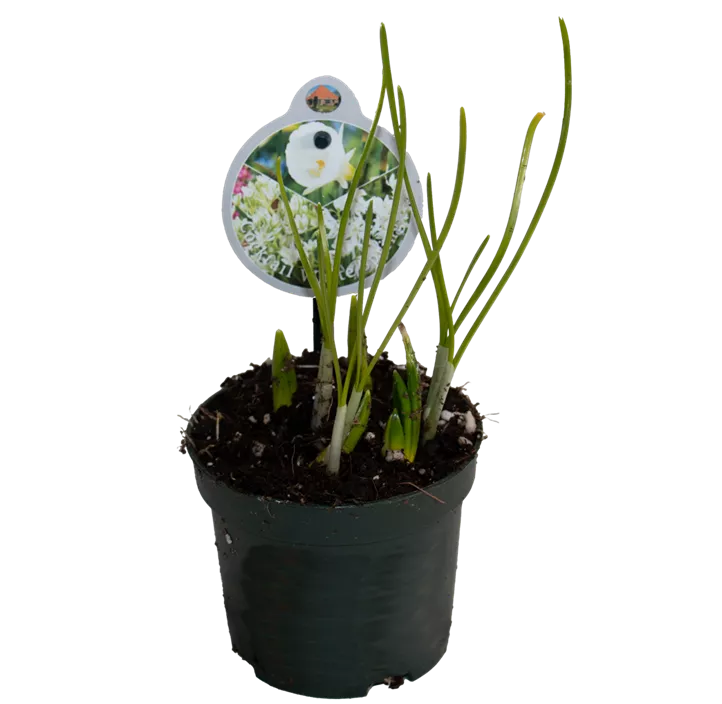 Zwiebel Cocktail White Spring