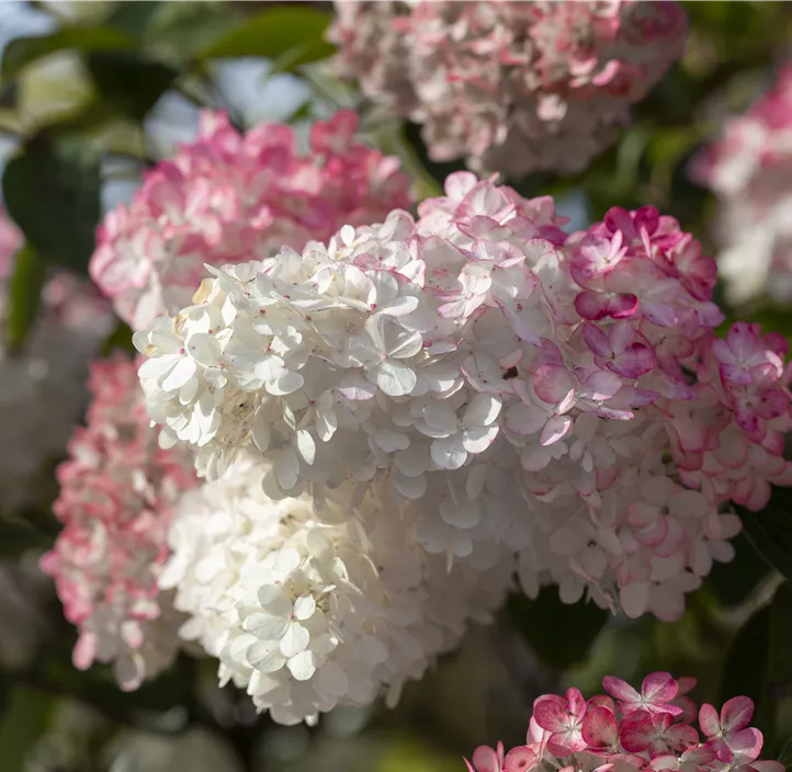 Rispenhortensie 'Groundbreaker'®