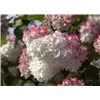 bellaflora Gartencenter GmbH